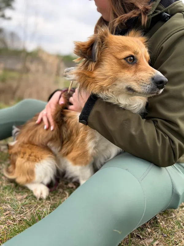 Pies do adopcji, Bełchatów, 25 marca 2026 (5/5)