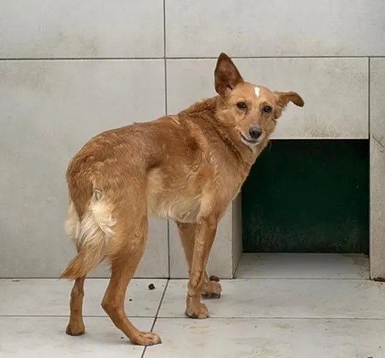 Pies do adopcji, Bełchatów, 6 lutego 2025 (1/2)