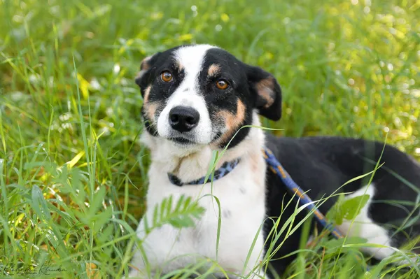 Oddam psa, Olsztyn, Kortowo, 16 kwietnia 2026 (3/4)