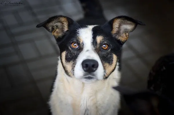 Oddam psa, Olsztyn, Kortowo, 16 kwietnia 2026 (4/4)