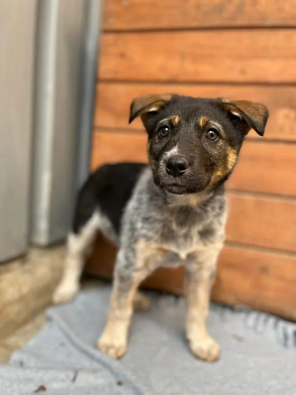 Oddam psa, Olsztyn, Osiedle Tadeusza Kościuszki, 16 kwietnia 2026 (2/3)