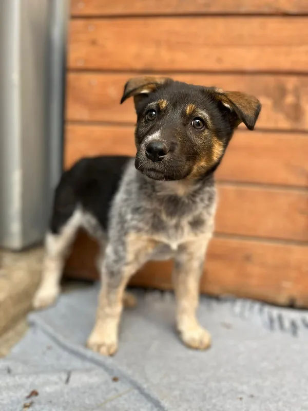 Oddam psa, Olsztyn, Osiedle Tadeusza Kościuszki, 16 kwietnia 2026 (3/3)