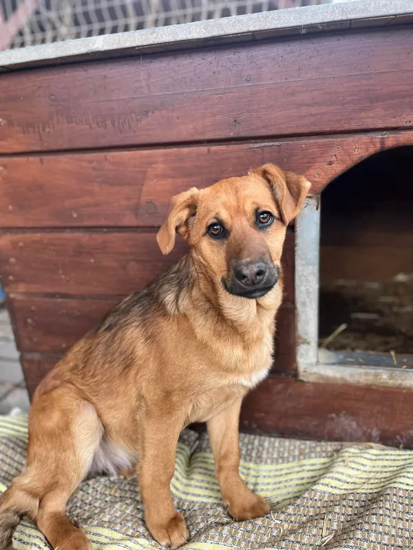 Oddam psa, Olsztyn, Dajtki, 16 kwietnia 2026 (3/4)