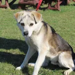 Pies do adopcji
