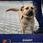 Pies do adopcji