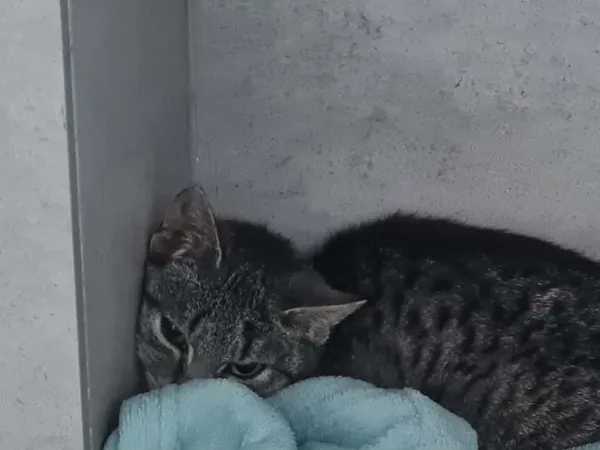 Znaleziono kota, Sosnowiec, 14 kwietnia 2026