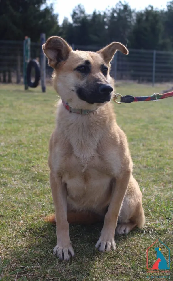 Pies do adopcji, Grudziądz, 21 marca 2026