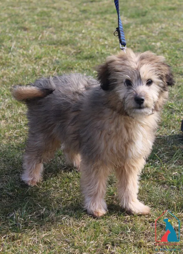 Pies do adopcji, Grudziądz, 21 marca 2026