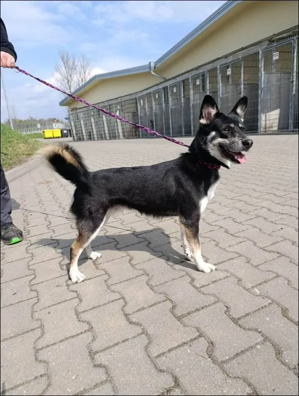 Znaleziono psa, Grudziądz, 16 kwietnia 2026