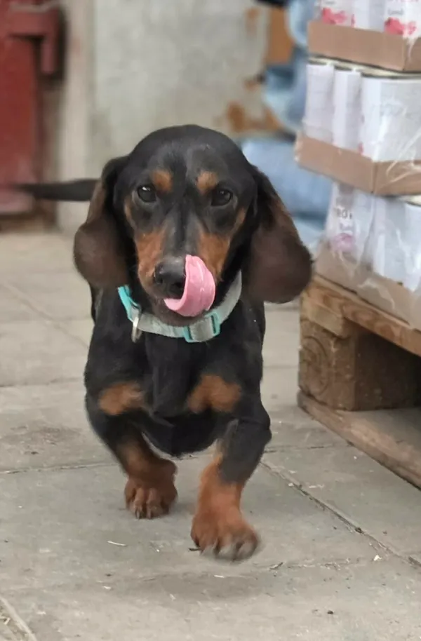 Pies do adopcji, Zgierz, 16 kwietnia 2026 (1/5)