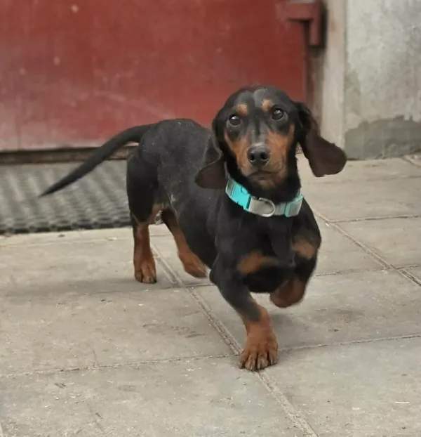 Pies do adopcji, Zgierz, 16 kwietnia 2026 (2/5)