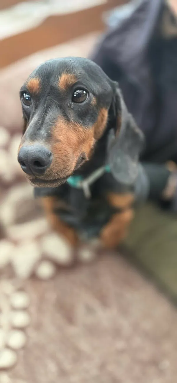 Pies do adopcji, Zgierz, 16 kwietnia 2026 (3/5)