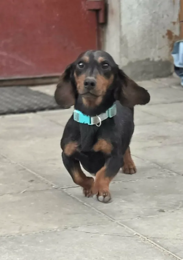 Pies do adopcji, Zgierz, 16 kwietnia 2026 (4/5)