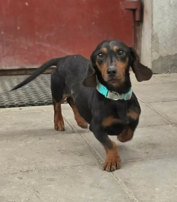 Pies do adopcji, Zgierz, 16 kwietnia 2026 (5/5)