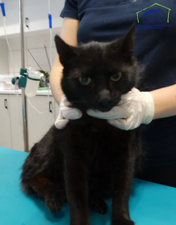 Znaleziono kota, Szczecin, 15 kwietnia 2026