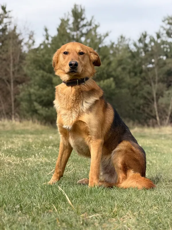 Pies do adopcji, Pieczyska, 16 kwietnia 2026 (2/5)