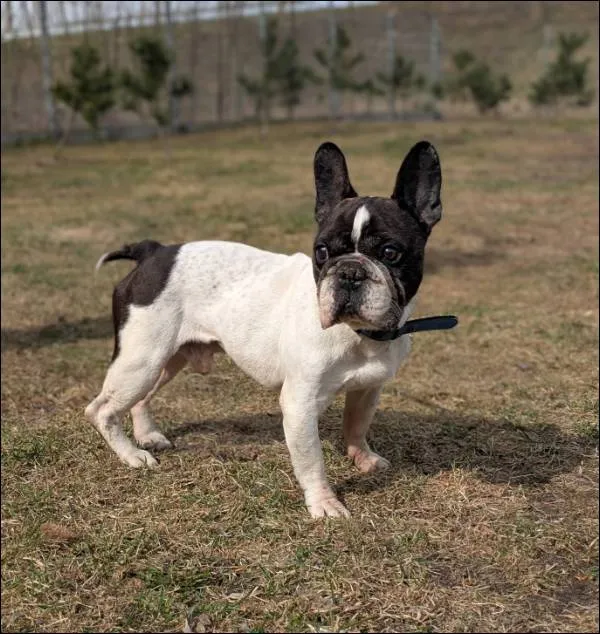 Znaleziono psa, Grudziądz, 18 marca 2026