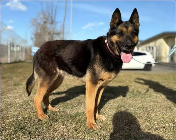 Znaleziono psa, Grudziądz, 11 marca 2026