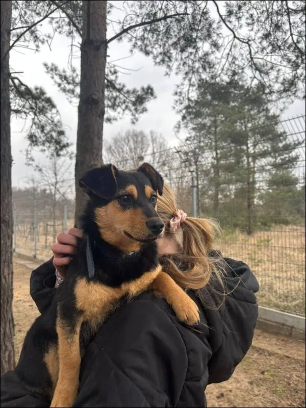 Znaleziono psa, Grudziądz, 7 marca 2026