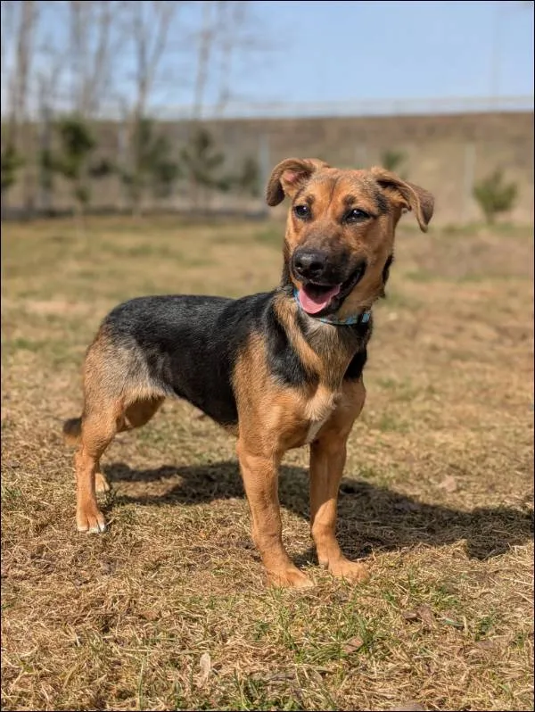 Znaleziono psa, Grudziądz, 22 marca 2026