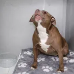 Pies do adopcji