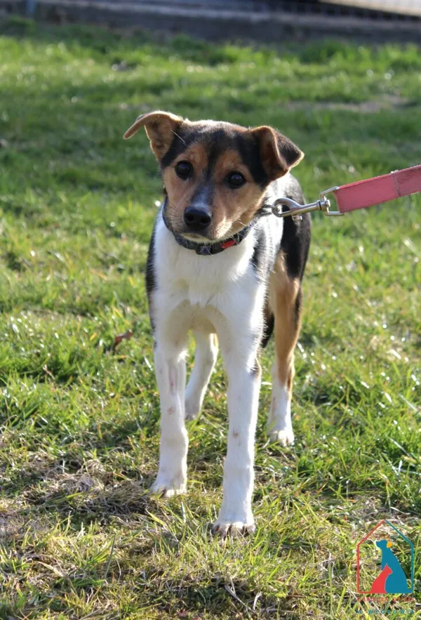 Pies do adopcji, Grudziądz, 13 kwietnia 2026