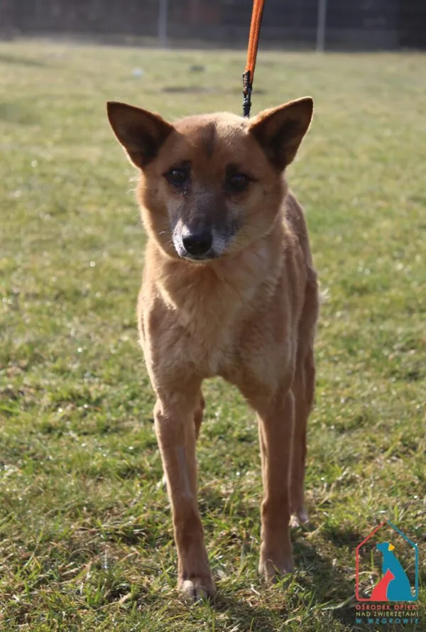 Pies do adopcji, Grudziądz, 28 marca 2026