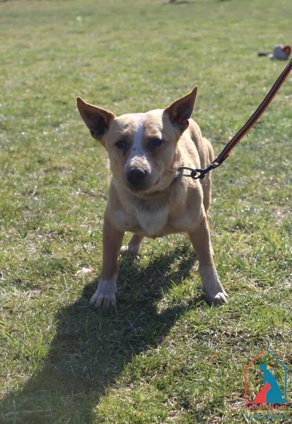 Pies do adopcji, Grudziądz, 26 marca 2026