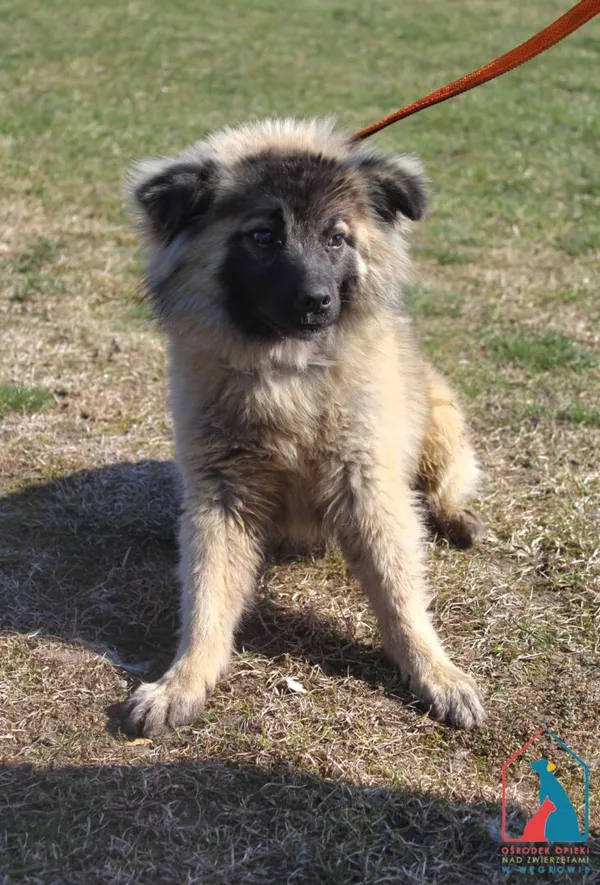 Pies do adopcji, Grudziądz, 26 marca 2026