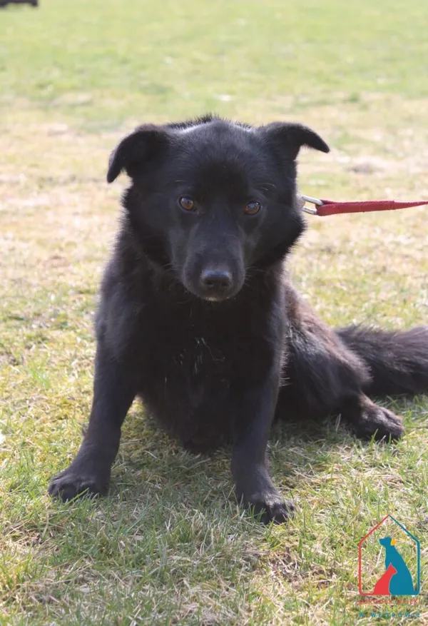 Pies do adopcji, Grudziądz, 26 marca 2026