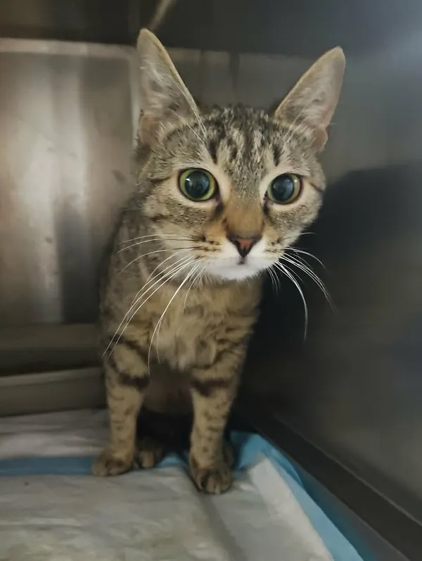 Znaleziono kota, Lublin, 14 kwietnia 2026