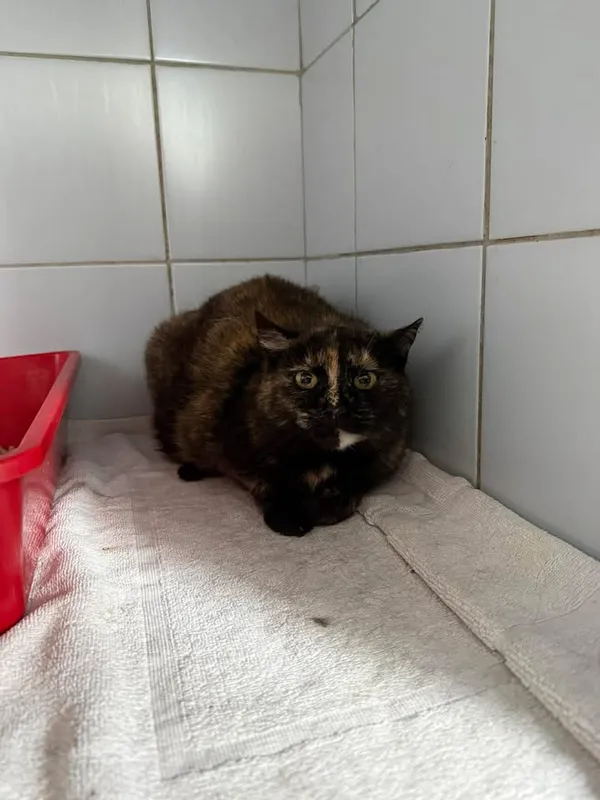 Znaleziono kota, Lublin, 15 kwietnia 2026