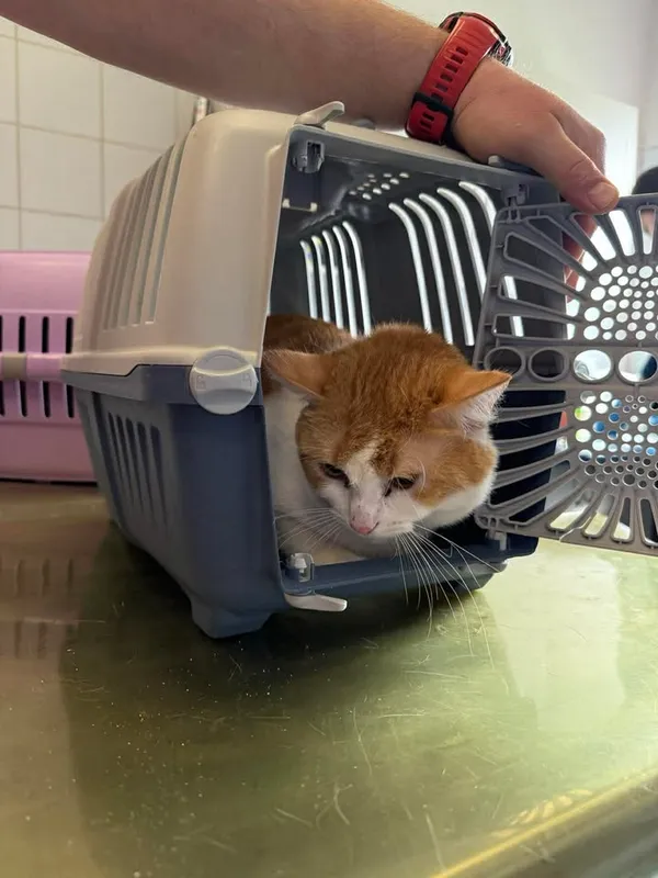 Znaleziono kota, Lublin, 16 kwietnia 2026