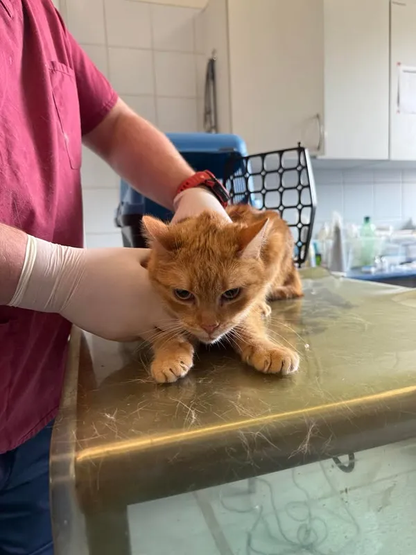 Znaleziono kota, Lublin, 16 kwietnia 2026