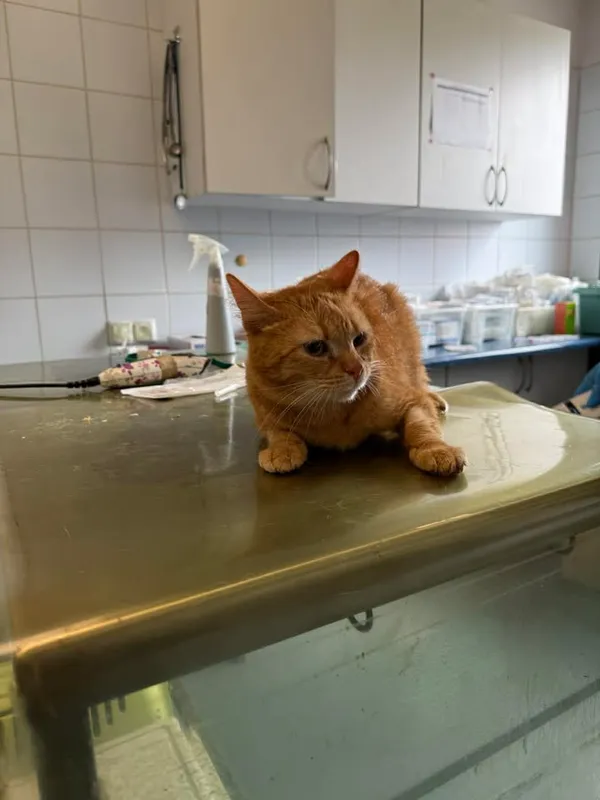 Znaleziono kota, Lublin, 16 kwietnia 2026