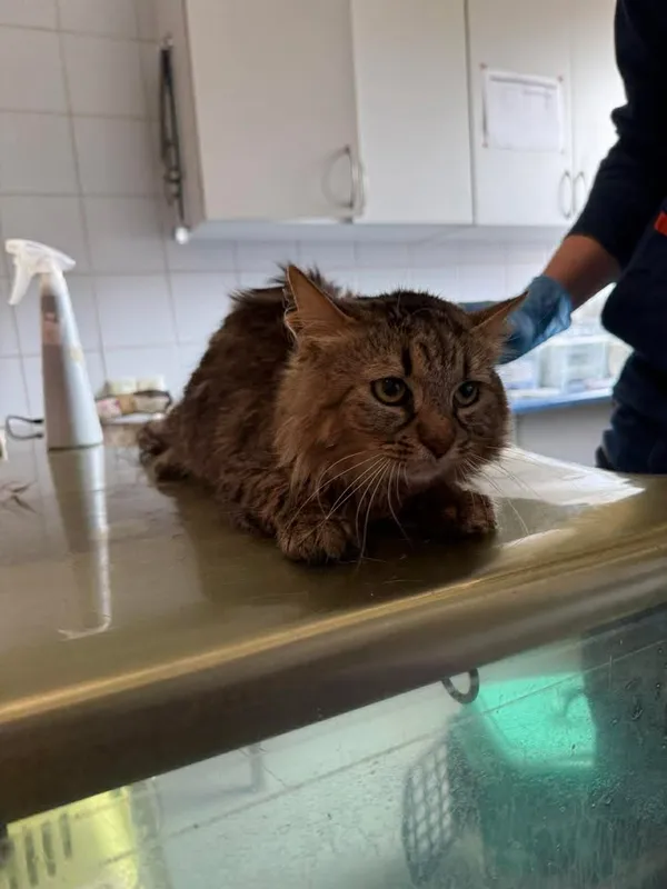 Znaleziono kota, Lublin, 16 kwietnia 2026