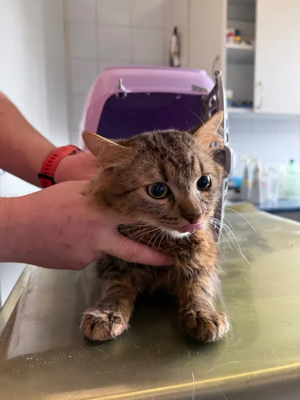 Znaleziono kota, Lublin, 16 kwietnia 2026