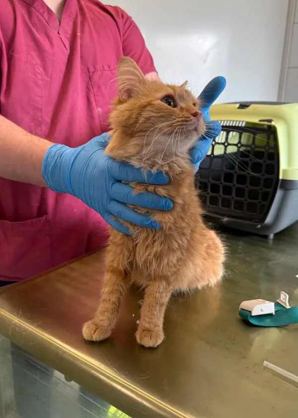 Znaleziono kota, Lublin, 16 kwietnia 2026