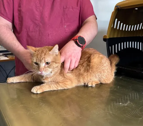 Znaleziono kota, Lublin, 16 kwietnia 2026