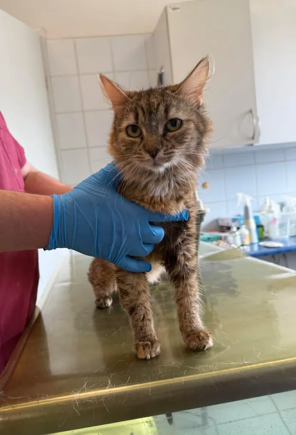 Znaleziono kota, Lublin, 16 kwietnia 2026