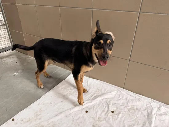 Pies do adopcji, Kraków, 2 kwietnia 2026