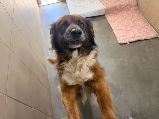 Pies do adopcji, Kraków, 2 kwietnia 2026