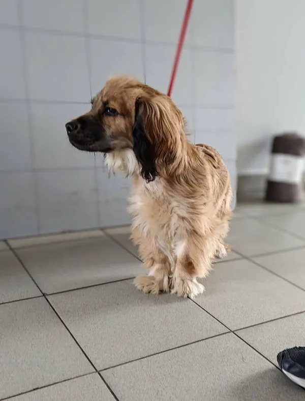 Znaleziono psa, Lublin, 14 kwietnia 2026