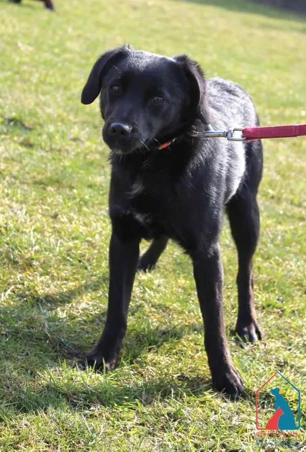 Pies do adopcji, Grudziądz, 27 marca 2026