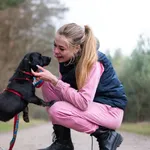 Pies do adopcji