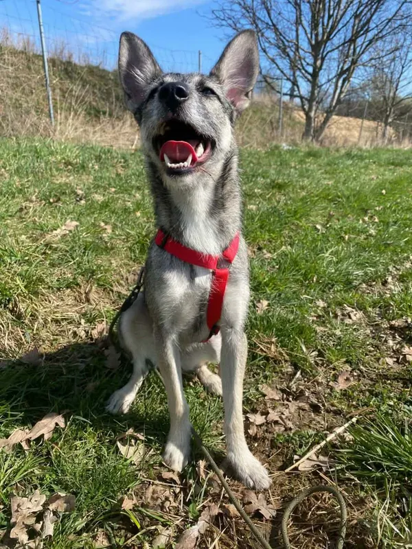 Pies do adopcji, Żywiec, 17 kwietnia 2026 (1/5)