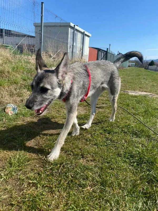 Pies do adopcji, Żywiec, 17 kwietnia 2026 (3/5)