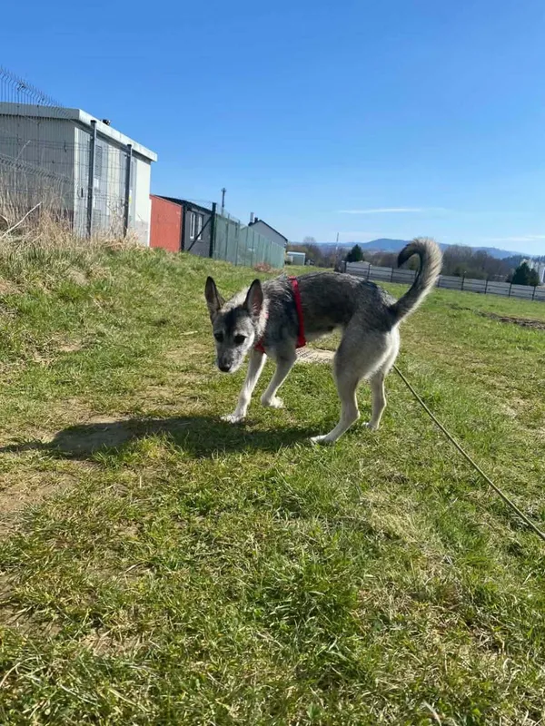 Pies do adopcji, Żywiec, 17 kwietnia 2026 (4/5)