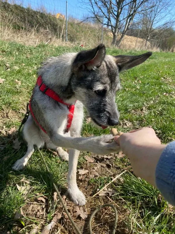 Pies do adopcji, Żywiec, 17 kwietnia 2026 (5/5)