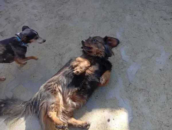 Pies do adopcji, Milanówek, 17 kwietnia 2026 (4/5)